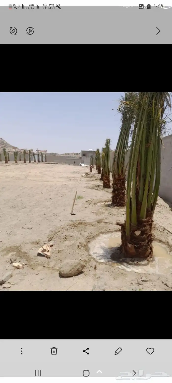 يوجد لدينا جميع انوع انخل عربي واشنطي 5