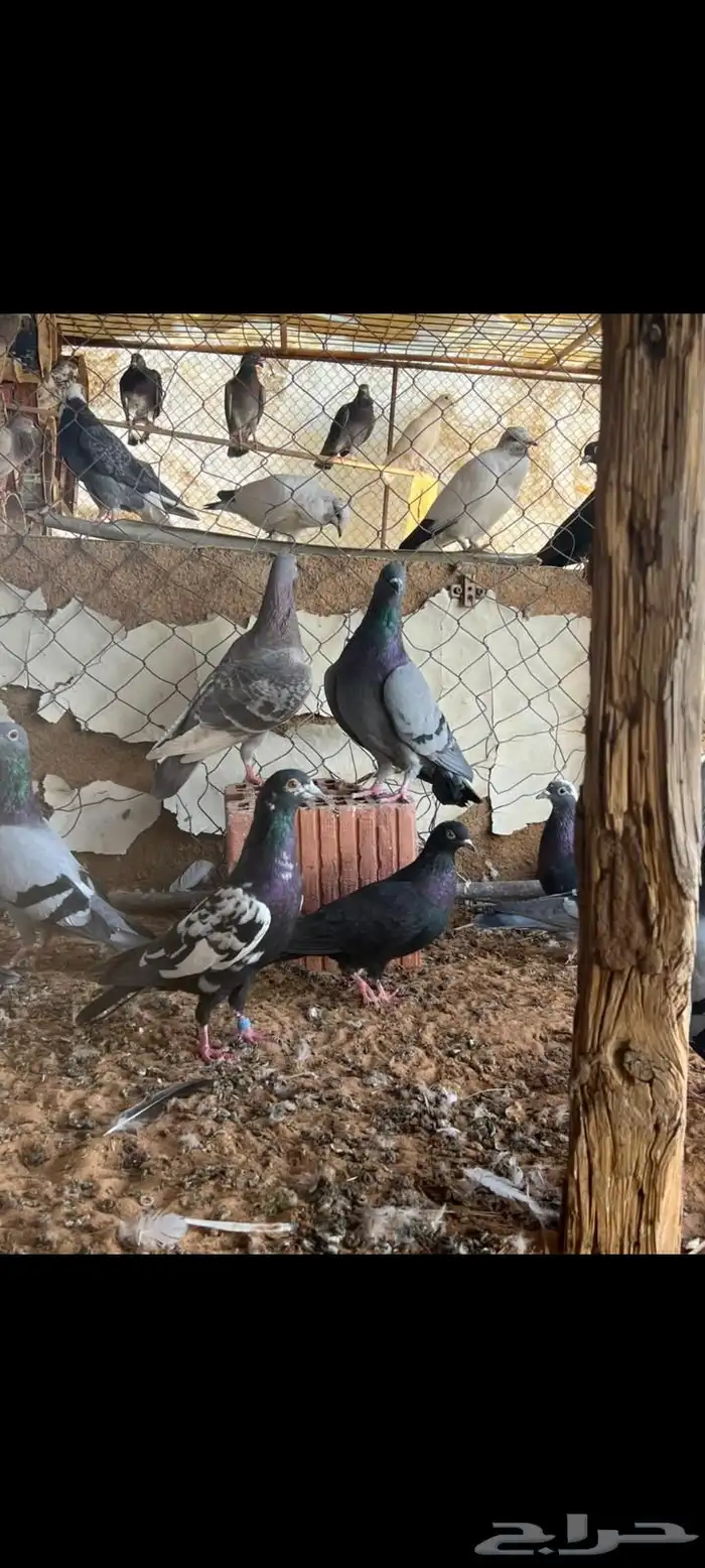 للبيع حمام 0