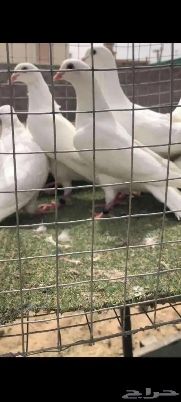 حمام فرنسي 0