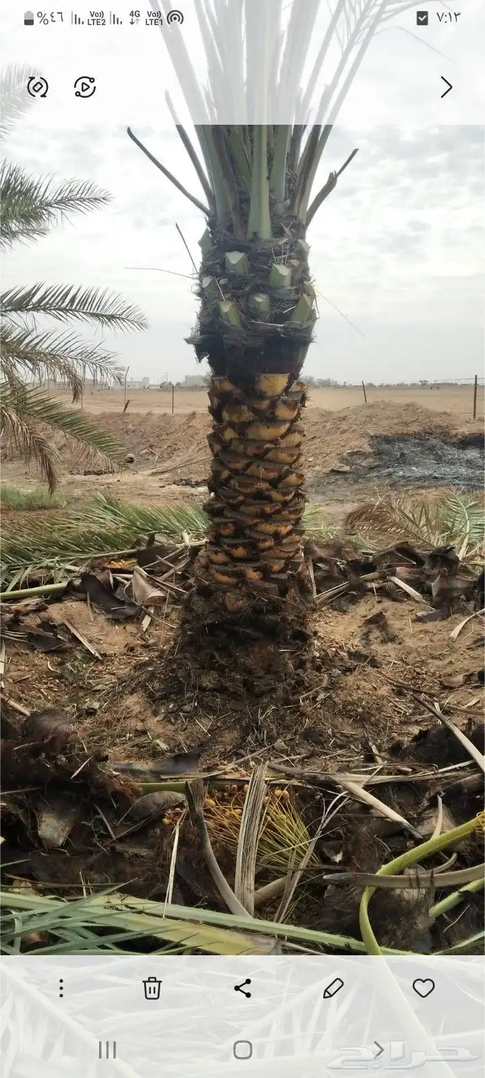 يوجد لدينا جميع انوع انخل عربي واشنطي 9