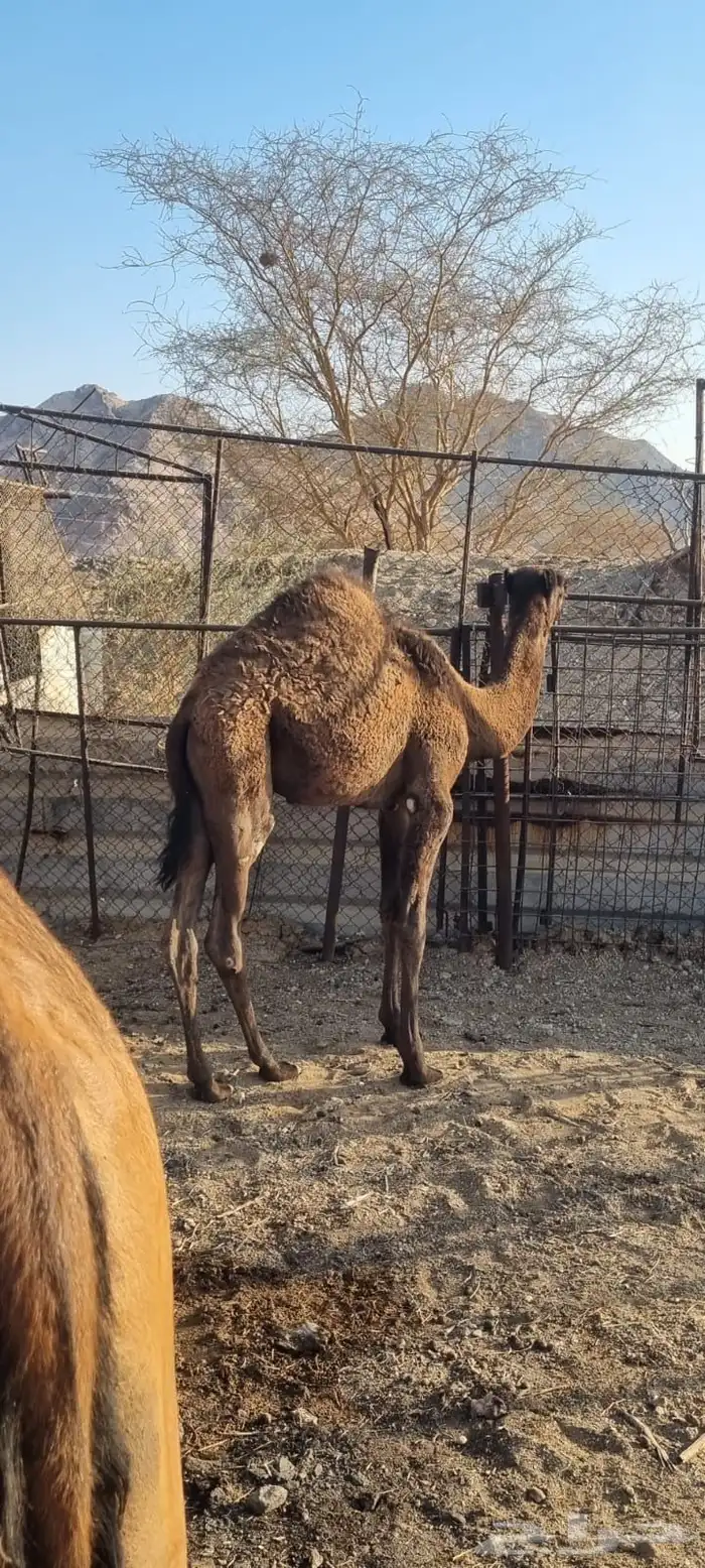 حاشي للبيع 0