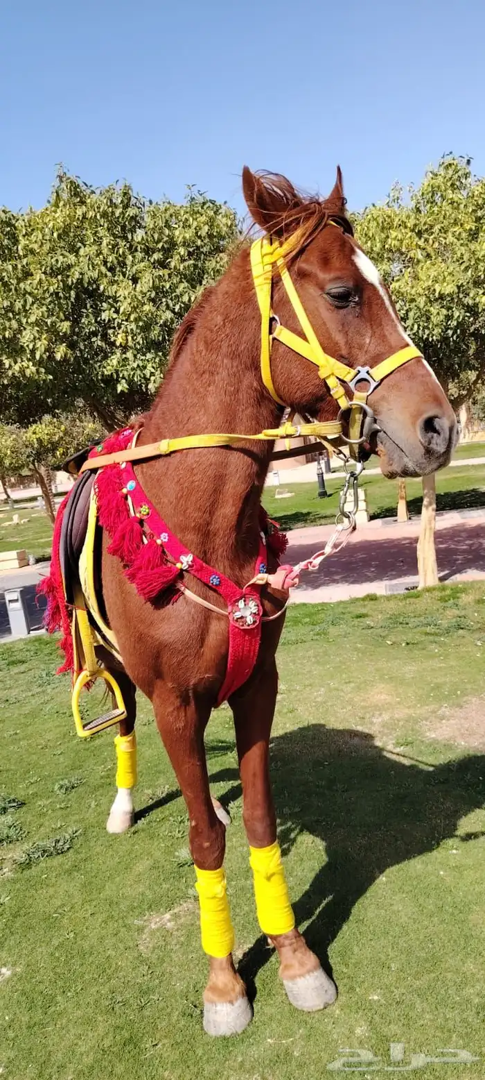 يوجد لدينا أجار خيل و جمال و سيسي 3