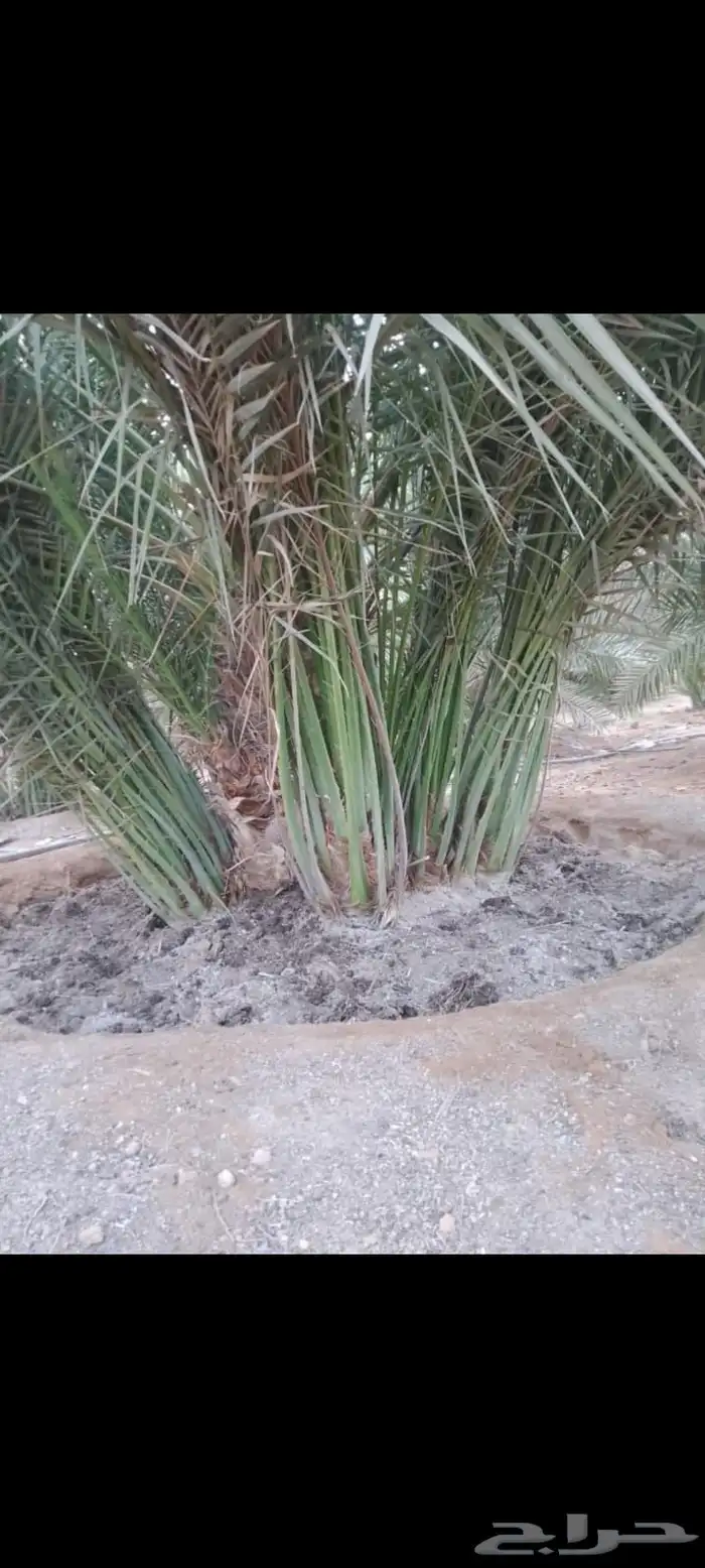 نخيل مثمر للبيع 2