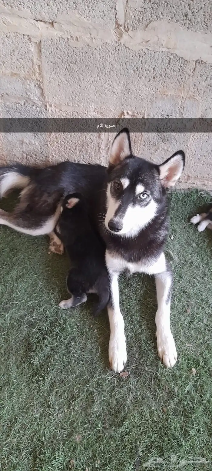 عدد (2) كلاب حراوه هاسكي ذكور العمر أسبوعين للبيع 8