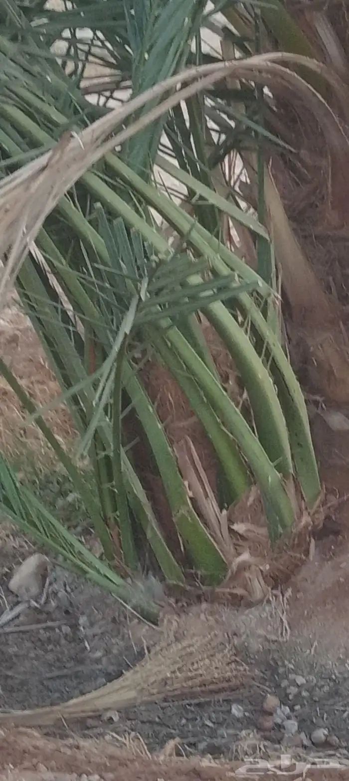 نخل فصائل طيبه للبيع وبأسعار طيبه 7