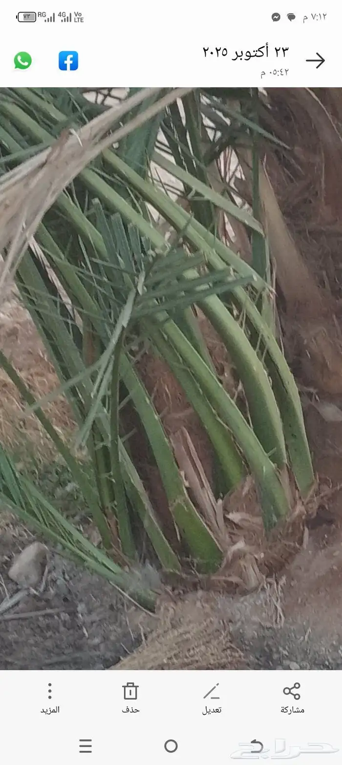 نخل فصائل طيبه للبيع وبأسعار طيبه 1