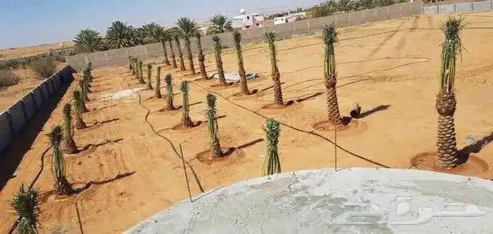 توريد جميع انواع النخيل العربي والواشنطن 0