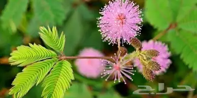 شتلات خجولة mimosa pudica او sensitive plant index