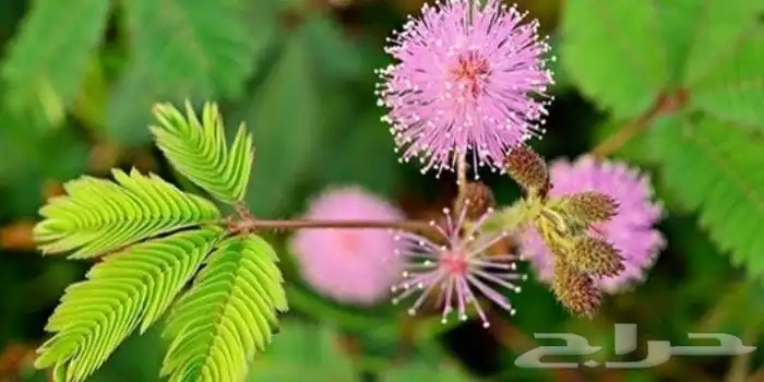 شتلات خجولة mimosa pudica او sensitive plant 5