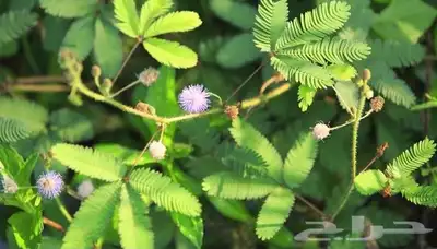 شتلات خجولة mimosa pudica او sensitive plant index