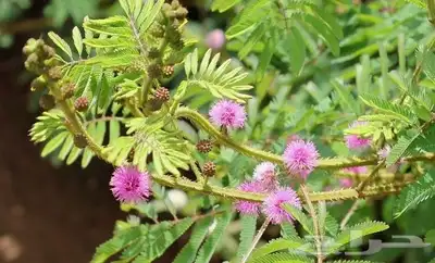 شتلات خجولة mimosa pudica او sensitive plant index