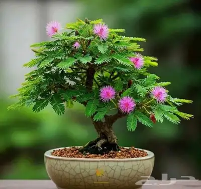 شتلات خجولة mimosa pudica او sensitive plant index