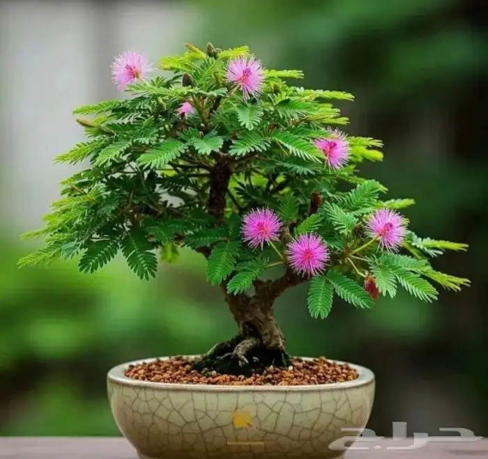 شتلات خجولة mimosa pudica او sensitive plant 2