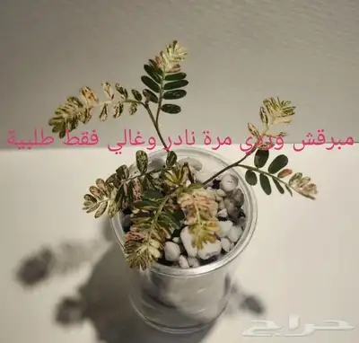 شتلات خجولة mimosa pudica او sensitive plant index