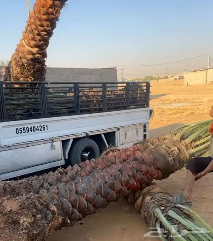 زراعة نخيل واشنطني وعربي في الرياض وخارج الرياض 3