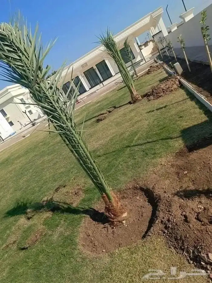 زراعة نخيل واشنطني وعربي في الرياض وخارج الرياض 2