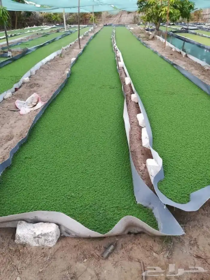 ازولا العلف للبيع 0