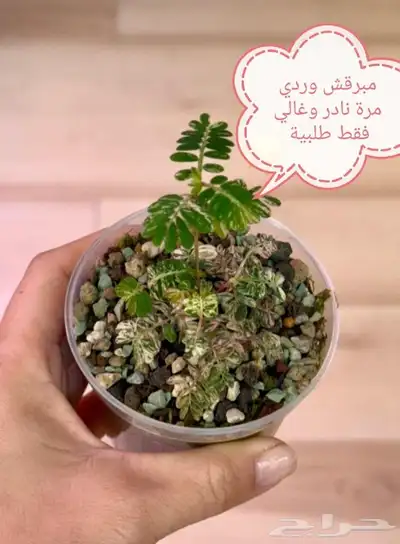 شتلات خجولة mimosa pudica او sensitive plant index