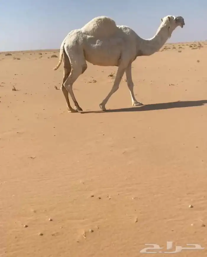 للبيع خمس ضرايب مفرود حشوانه منها 0