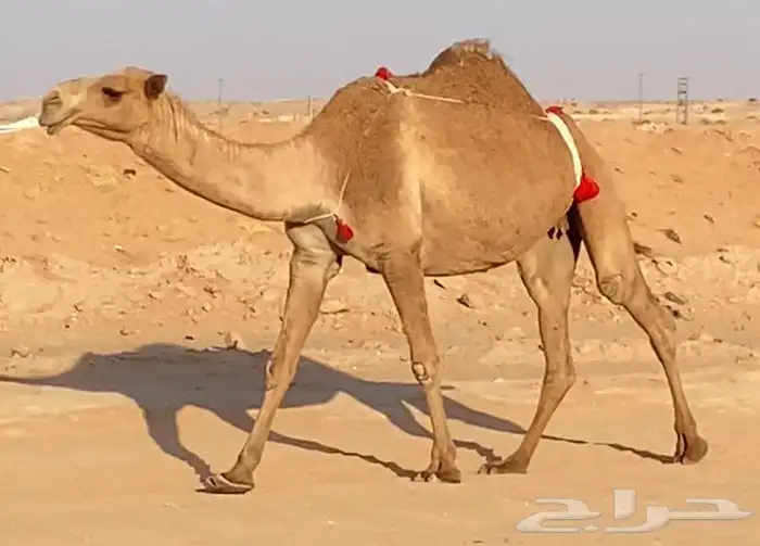 ضروبه شعلاء 2