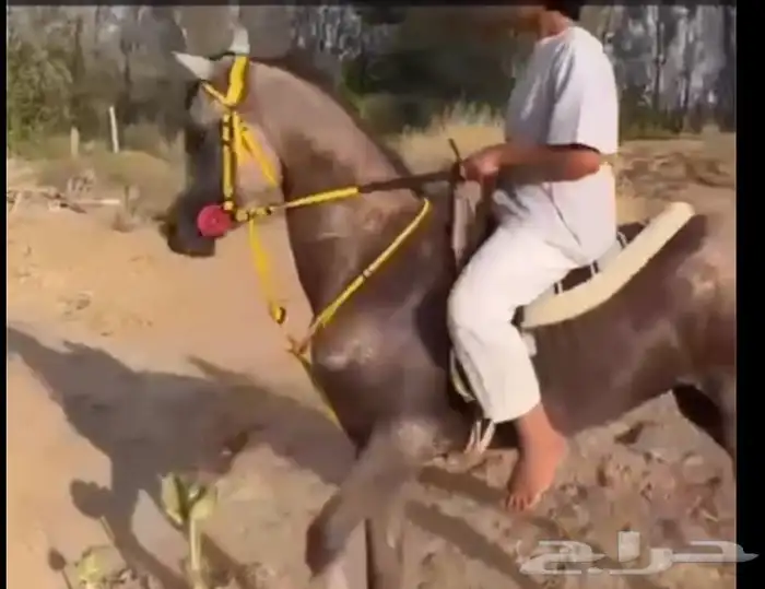 حصان 3