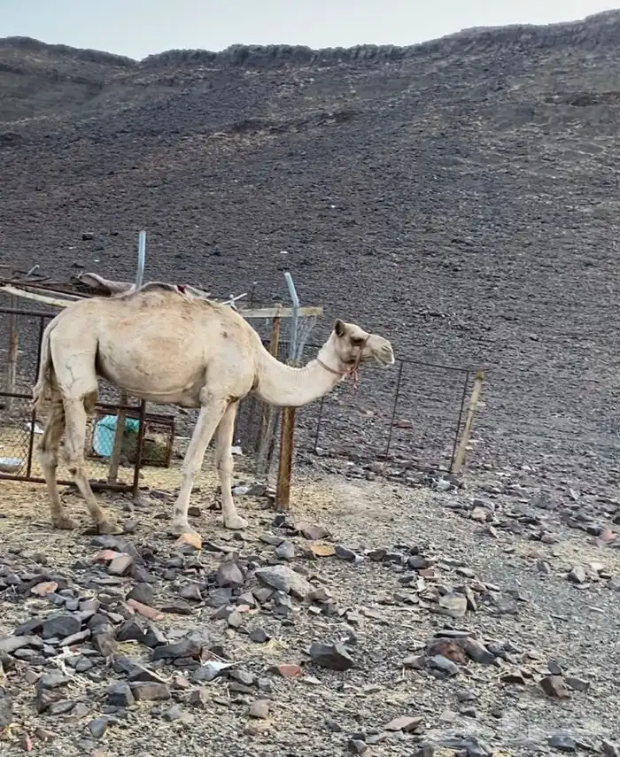 المدينه المنوره 0
