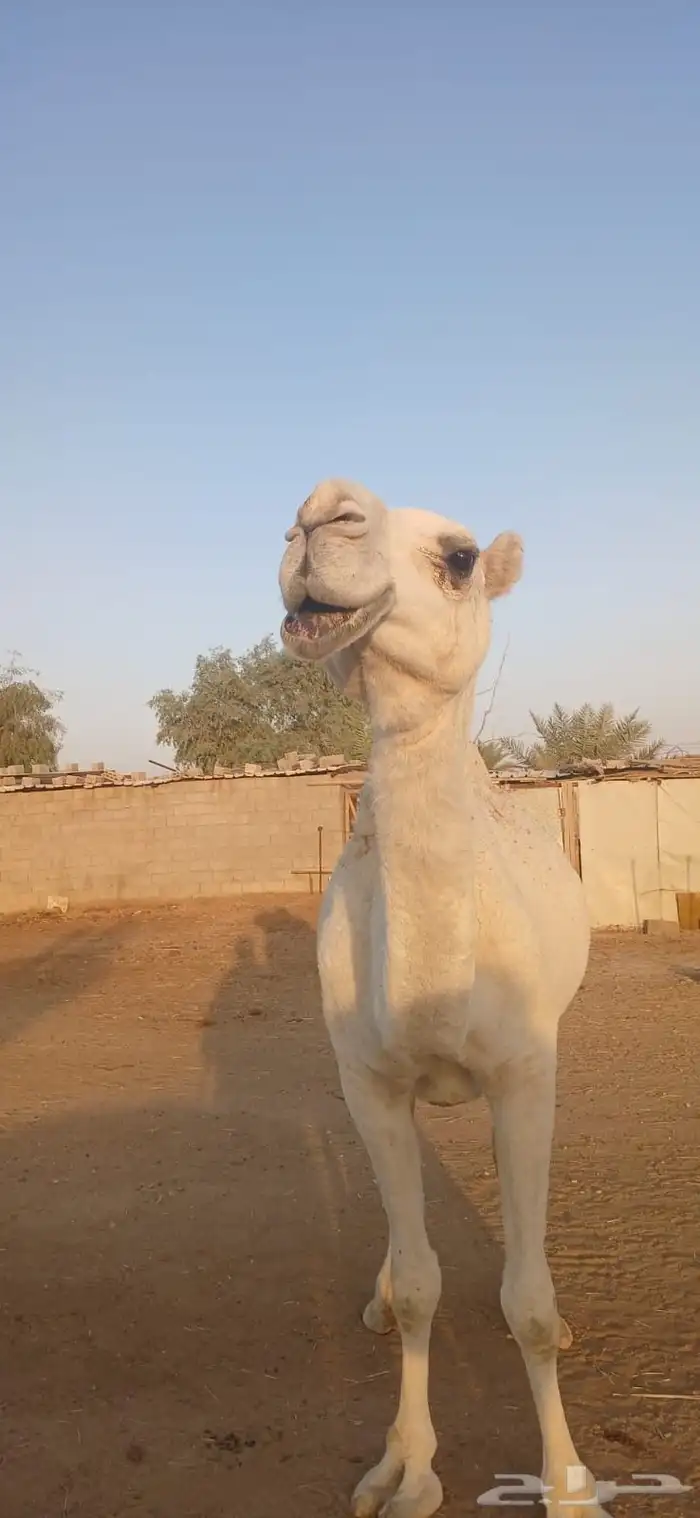 نياق للبيع 10