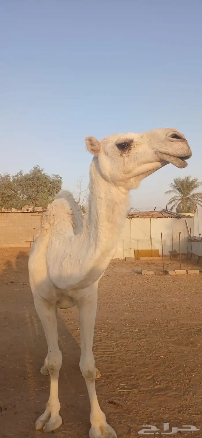 نياق للبيع 11