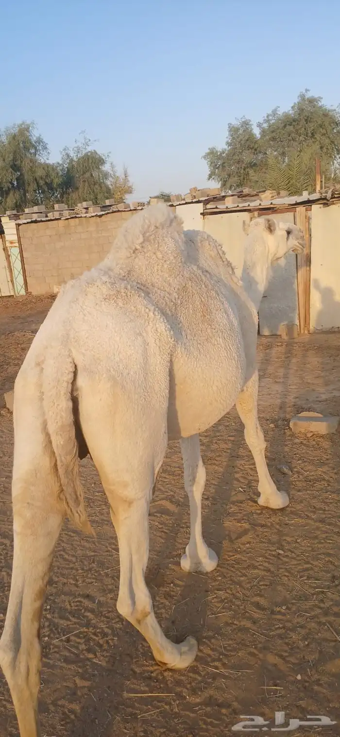 نياق للبيع 7