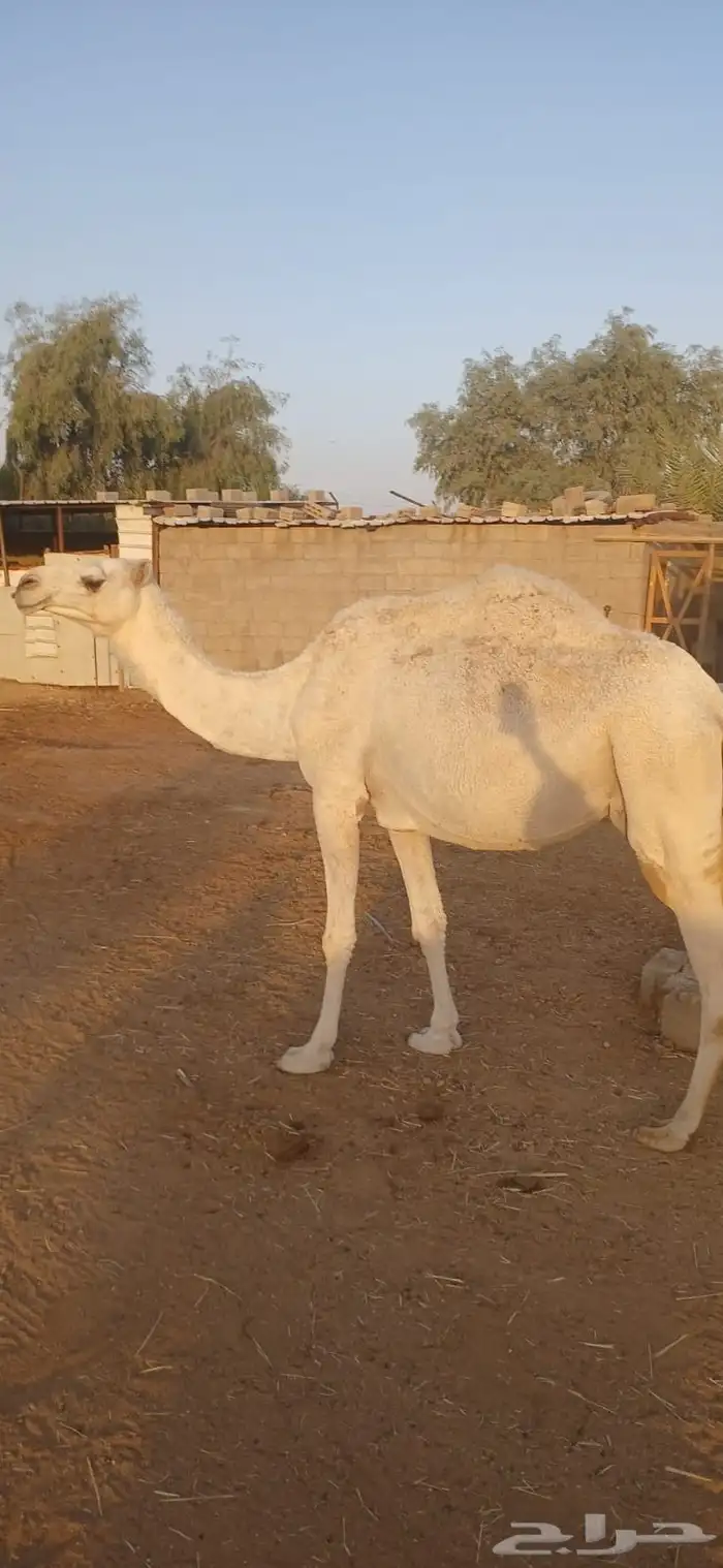 نياق للبيع 13