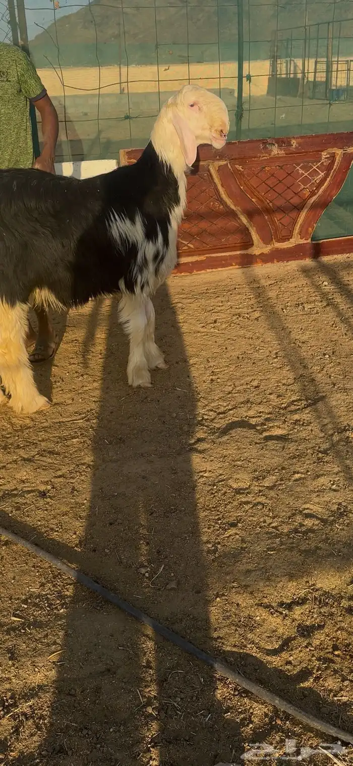 خروف نجدي مشروع فحل 3