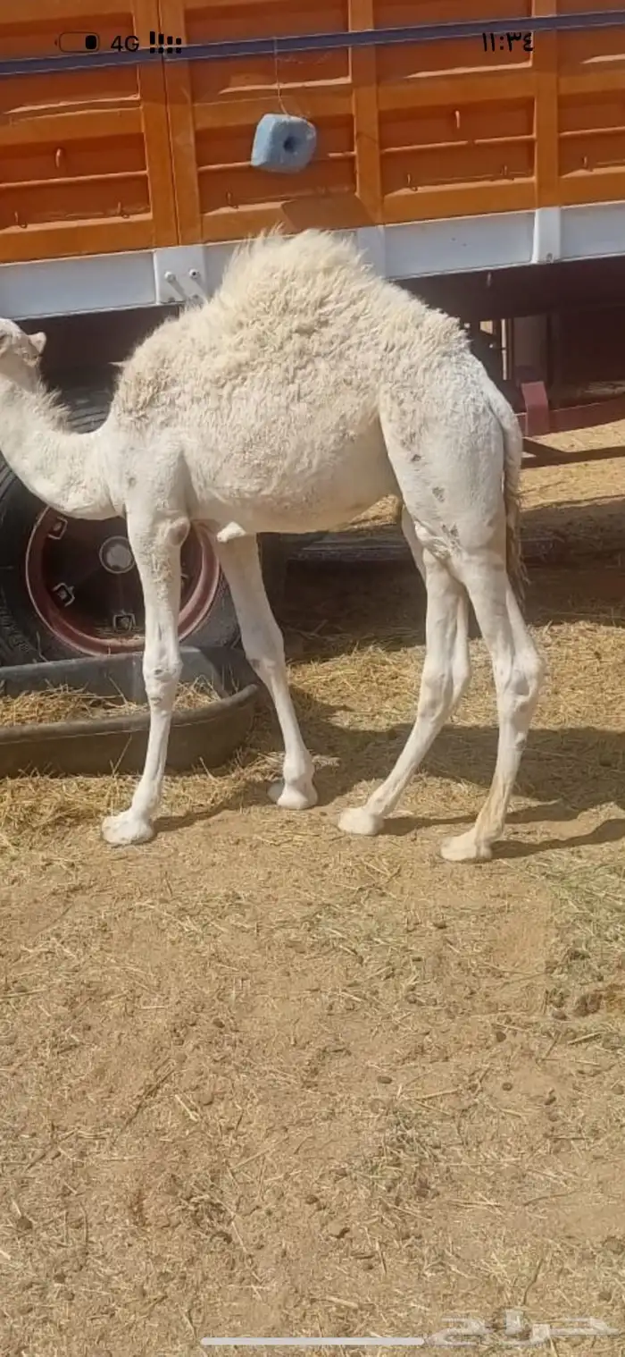 تم البيع   4 قعدان بريه وعلى حليب اماتها شحم وعلى جميع الشروط 3