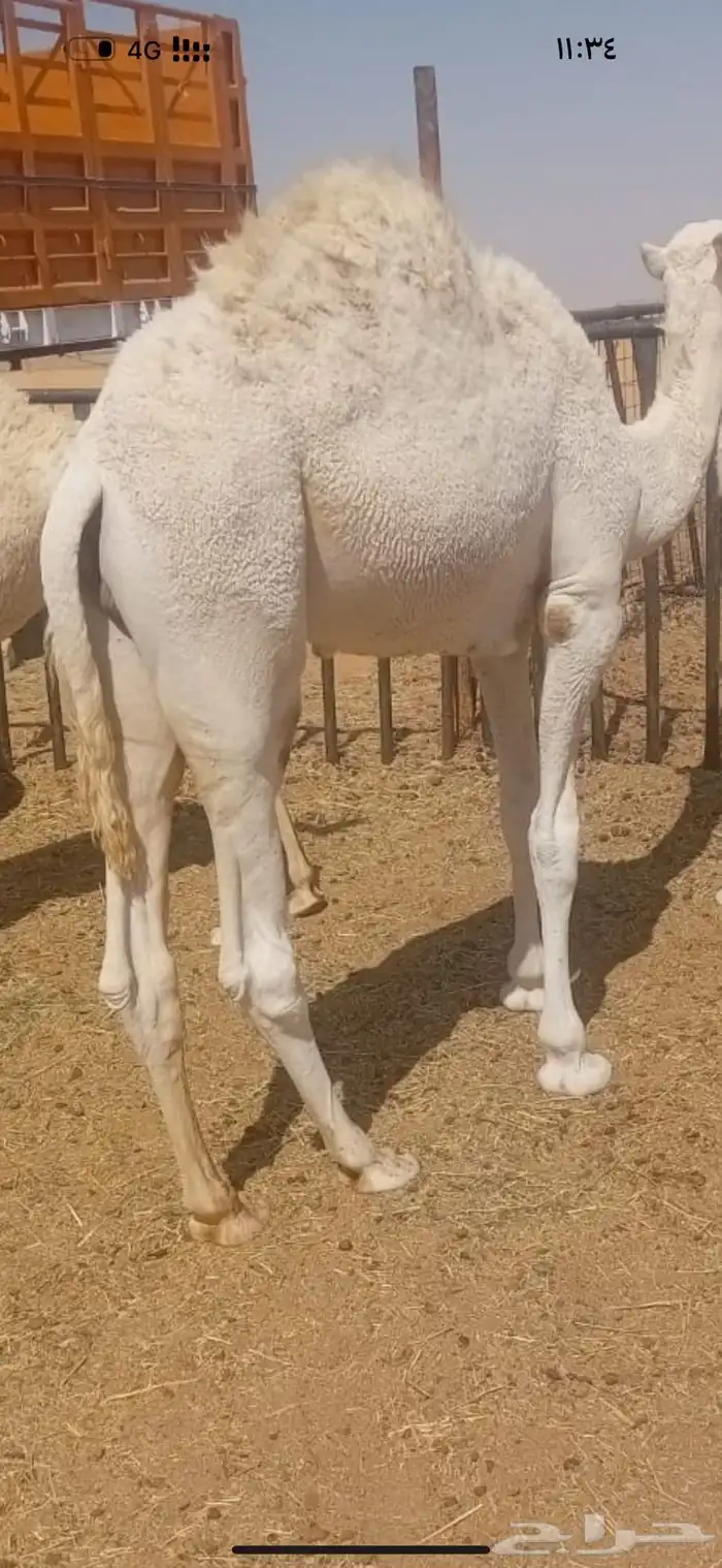 تم البيع   4 قعدان بريه وعلى حليب اماتها شحم وعلى جميع الشروط 1