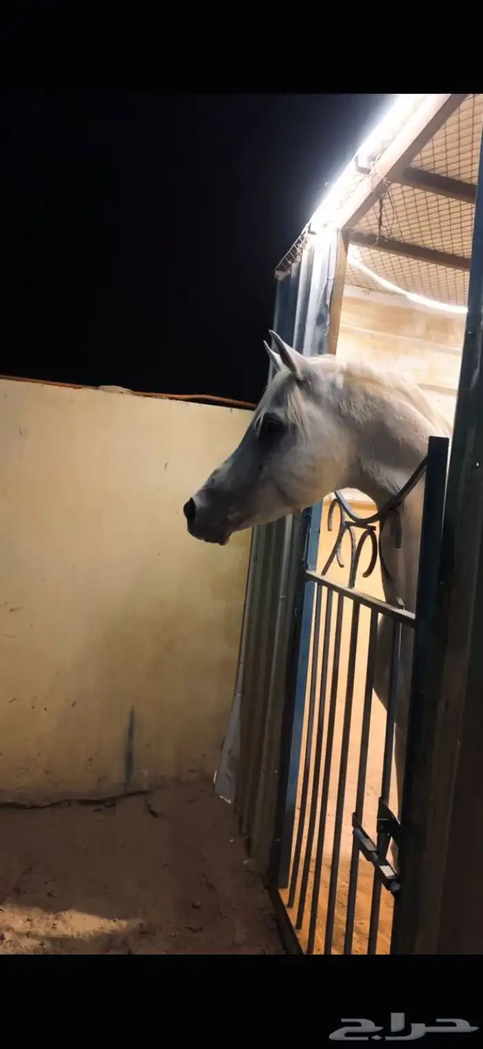 خيل عربي شعبي طرب 1