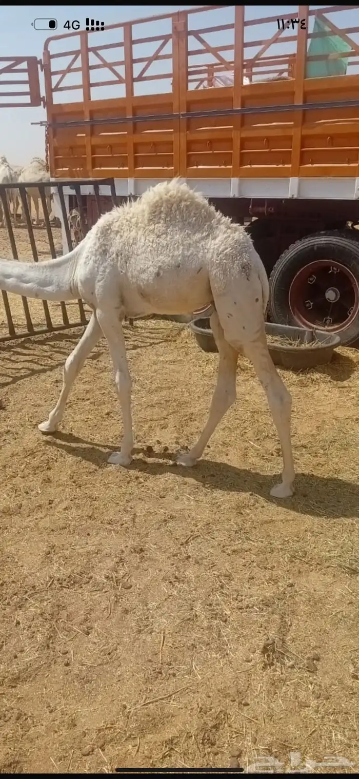 تم البيع   4 قعدان بريه وعلى حليب اماتها شحم وعلى جميع الشروط 0