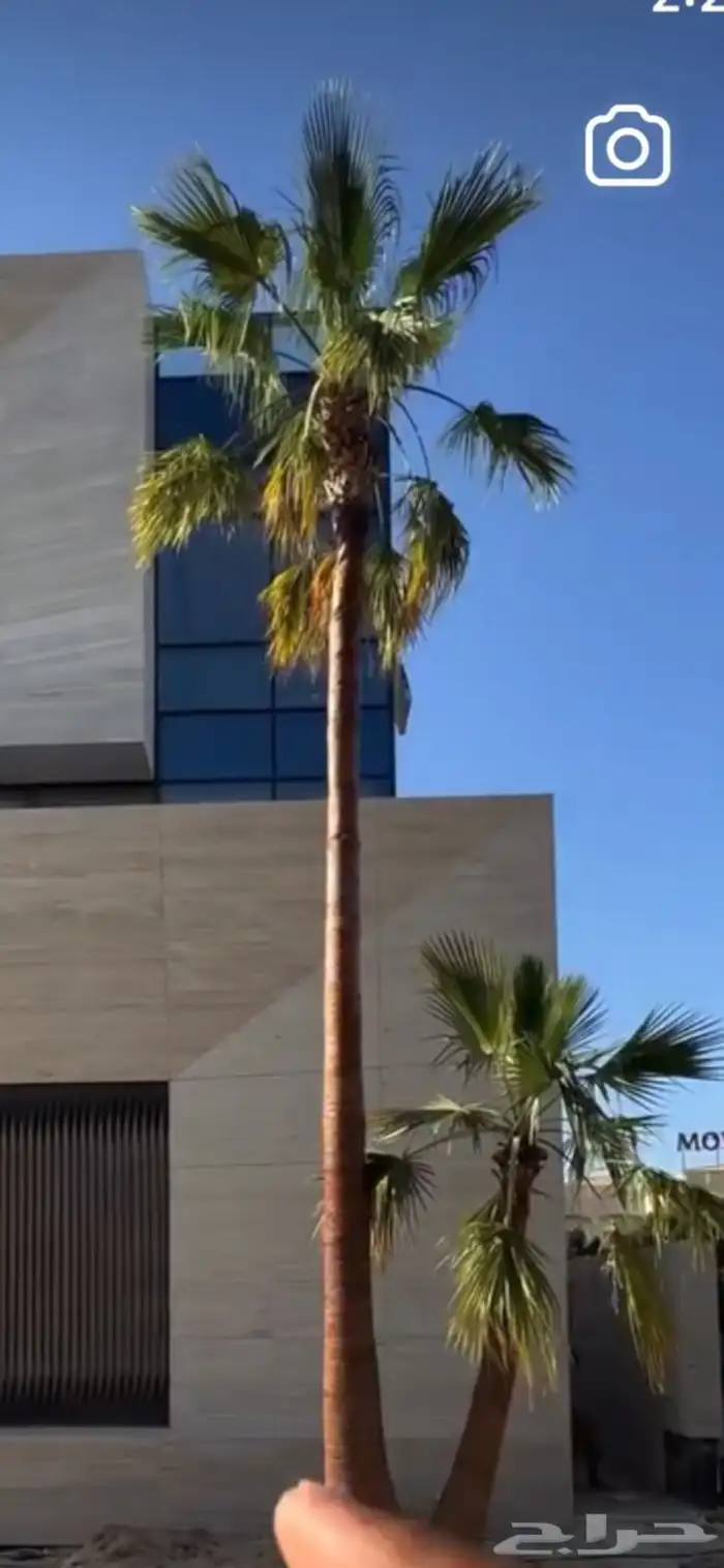 نخل واشنطن أمريكي ونخل عربي مثمر 2