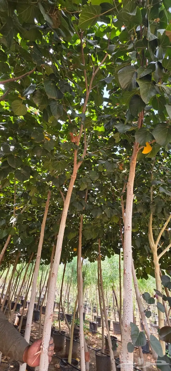 اشجار وشتلات كبيرة الحجم (ظل وزينة وبرية ) معا التوصيل 15