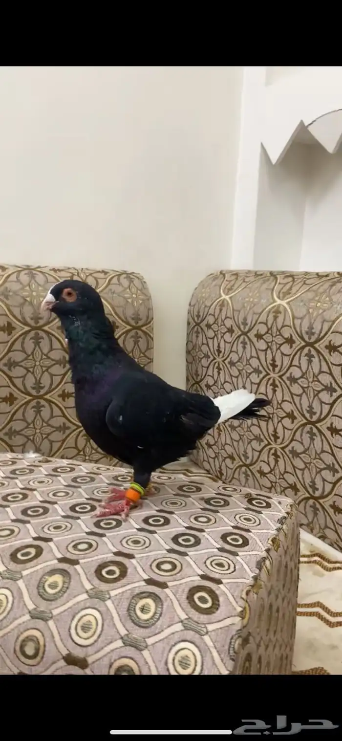 حمام ذكر مسود 2
