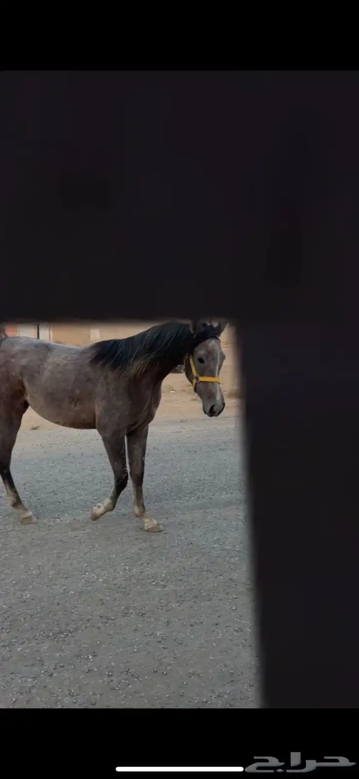 مهره للبيع 1