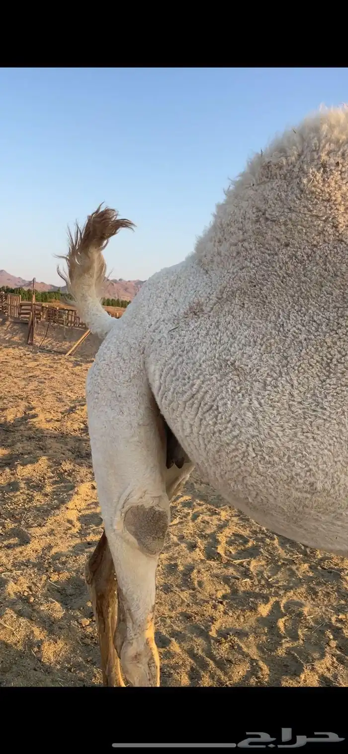 وضحاء طيبه معشر للبيع الحد 6500 3