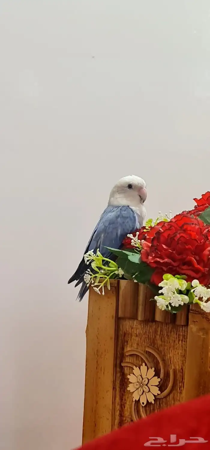 طير روز ذكر للبيع العمر حوالي سنة ونصف تقريبا 1