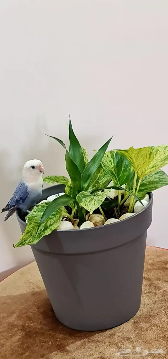 طير روز ذكر للبيع العمر حوالي سنة ونصف تقريبا 5