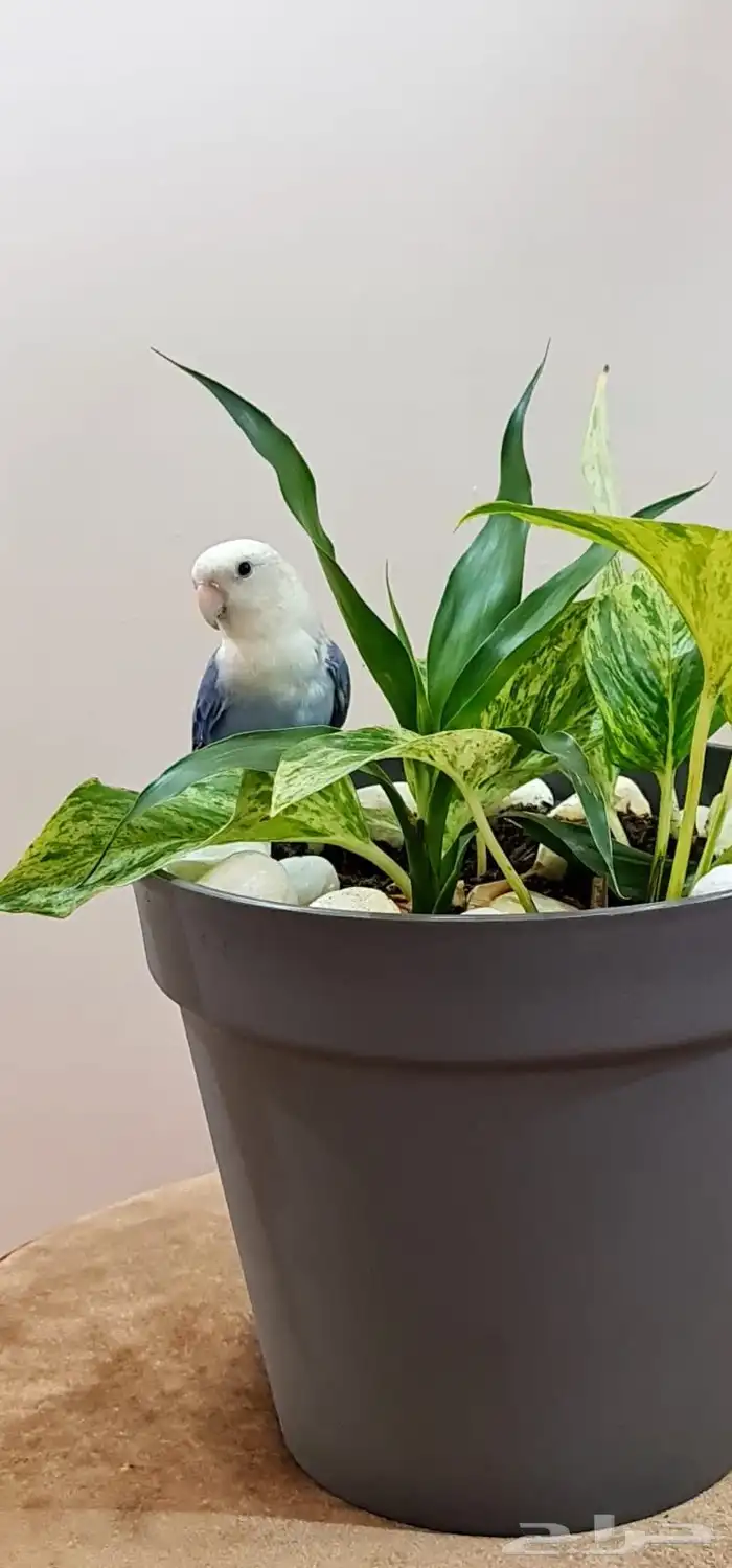 طير روز ذكر للبيع العمر حوالي سنة ونصف تقريبا 0