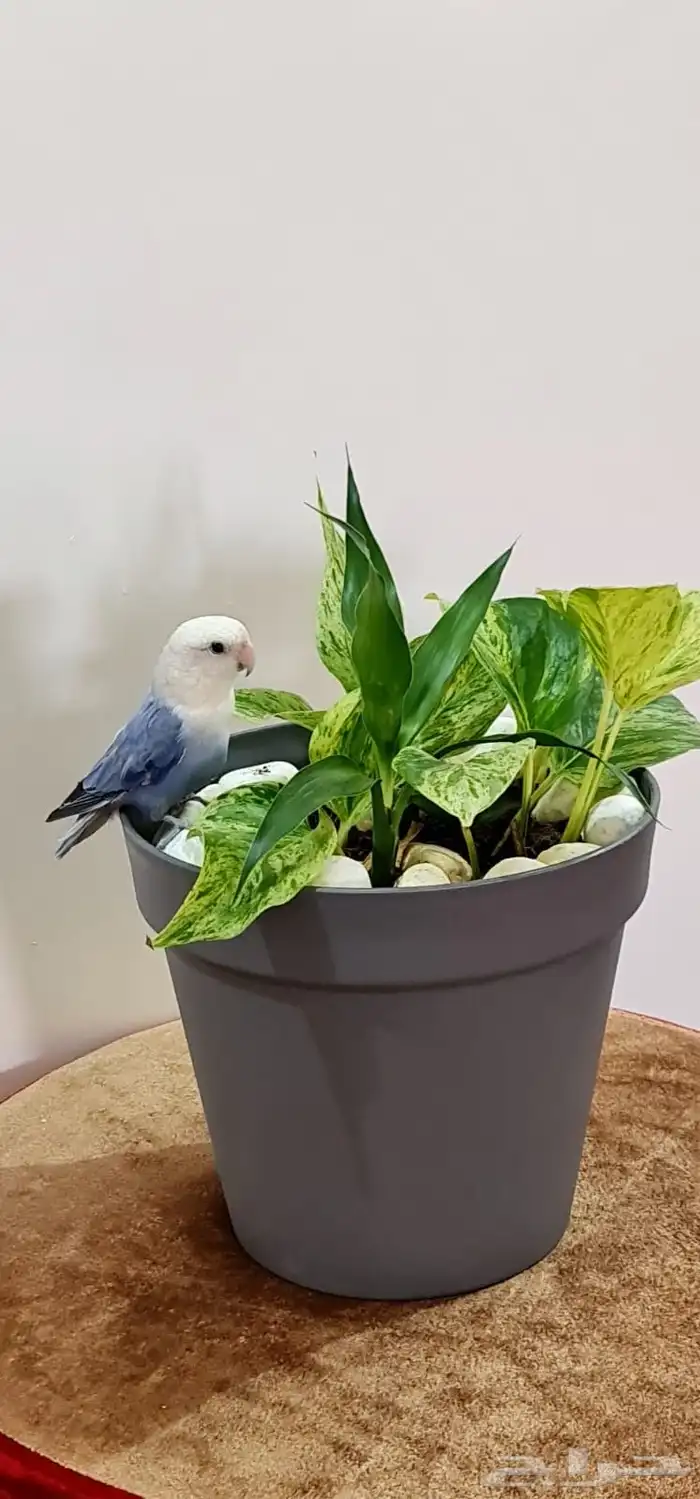 طير روز ذكر للبيع العمر حوالي سنة ونصف تقريبا 4