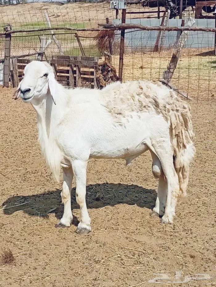 فحل حري من مراح صنف 2