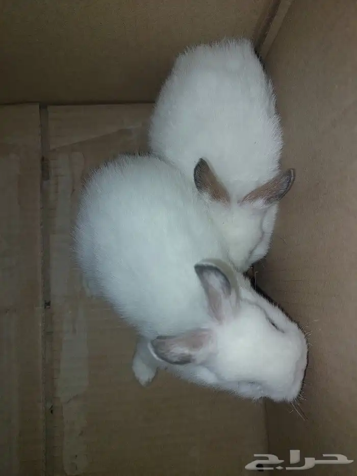 متوفر أرانب هولندي قزم دم صافي 0