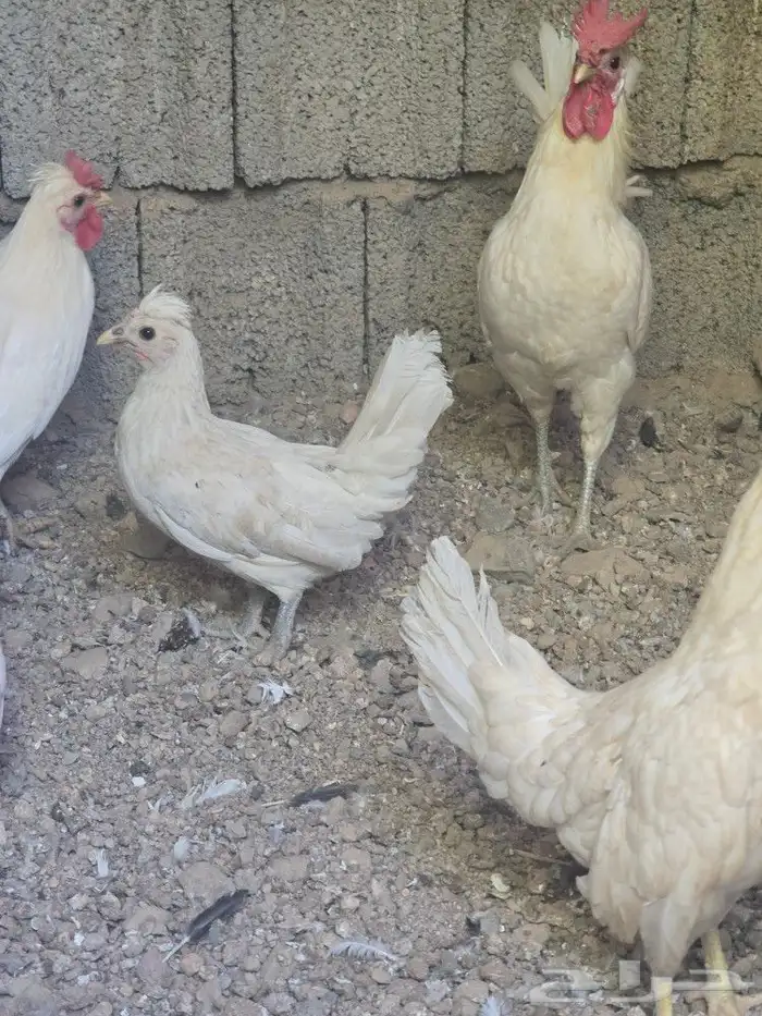 دجاج با كستاني ودجاج حباحب للبيع او البدل 3