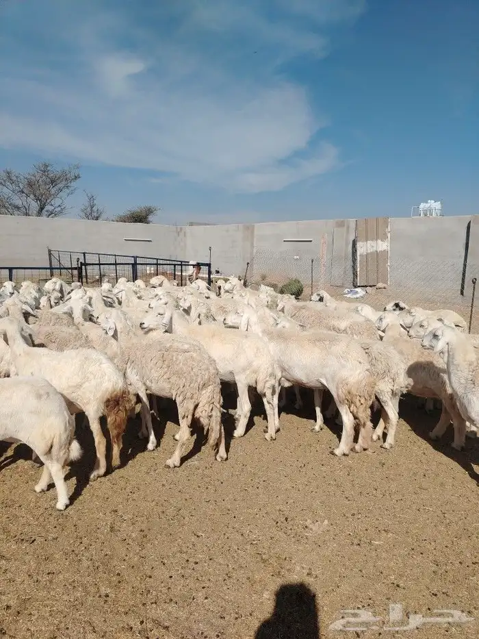 غنم حريه حرش مراح وحد قطعه وحده العداد 92ازين يااهل ازين 2