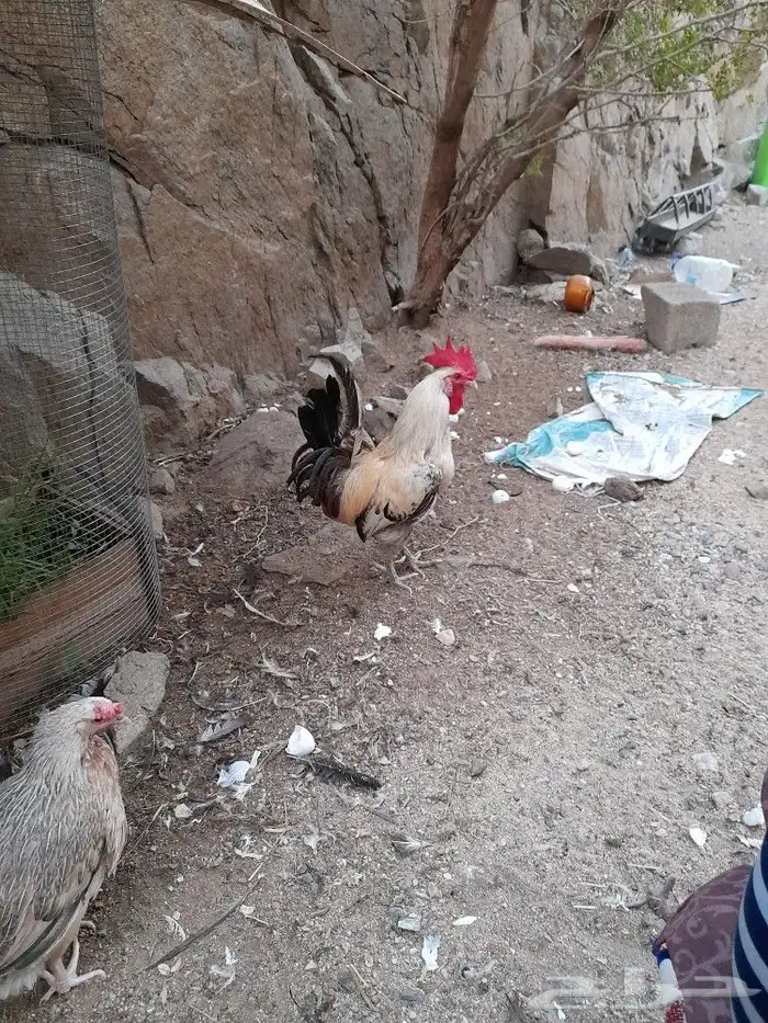 مشاء الله تبارك الله وبركاته دجاج بلدي اصلي وهاجين فاخر من ا 1