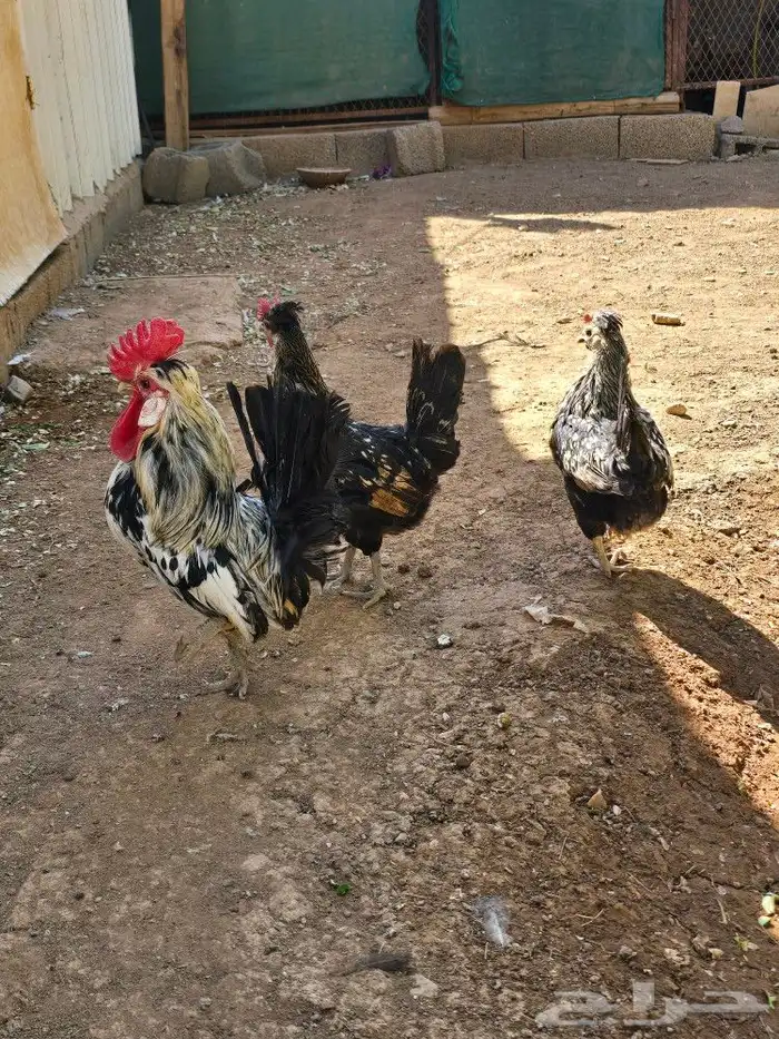 دجاج با كستاني ودجاج حباحب للبيع او البدل 5